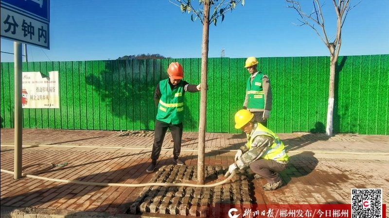 市政绿化苗木公司排名背后的考量因素**