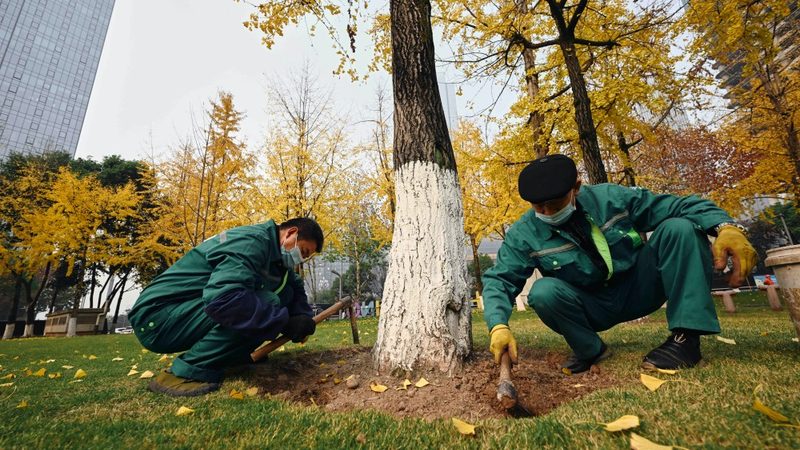 苗木种植技术视频教程：揭秘专业施工流程