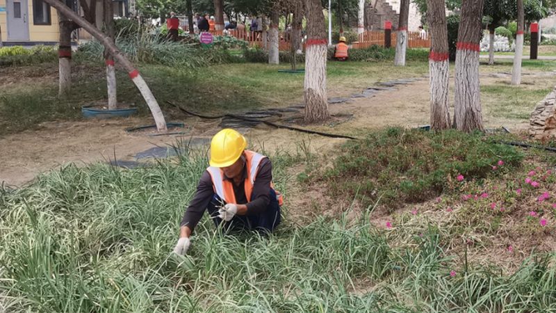 市政绿化草皮铺设验收，这些标准你了解吗？**